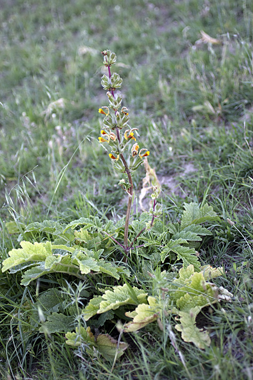 Image of Phlomoides hissarica specimen.