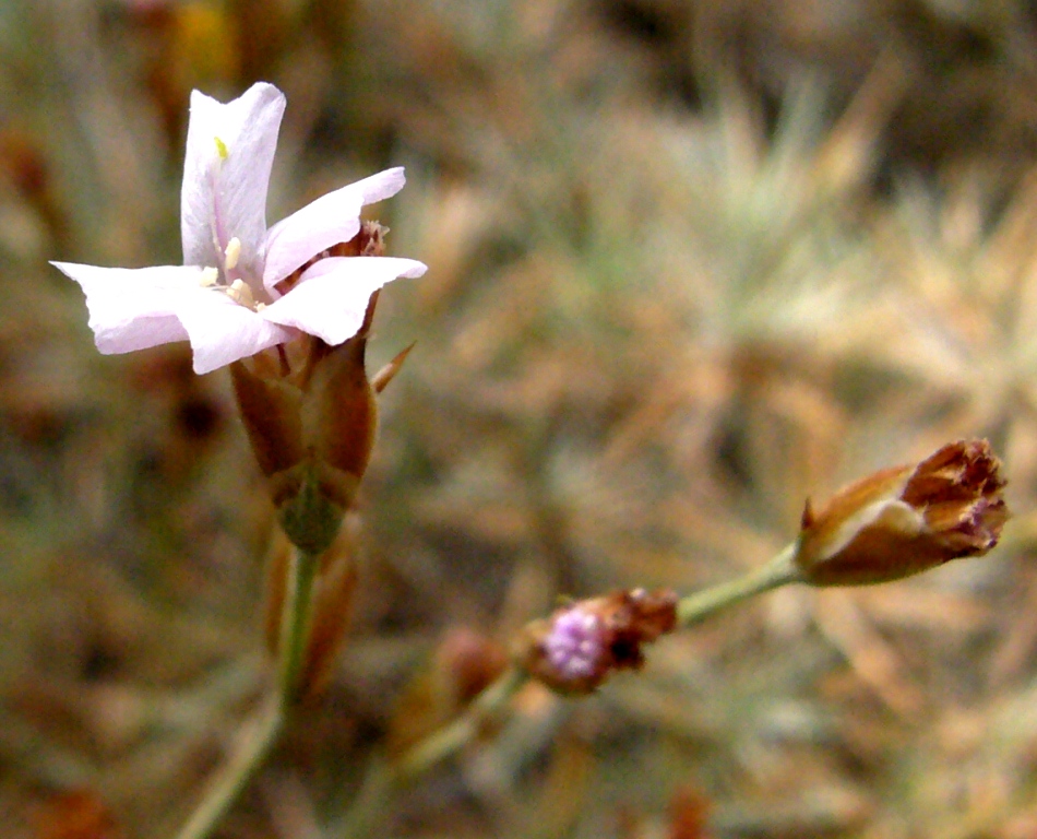 Изображение особи Acantholimon strictum.
