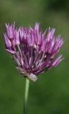 Allium jodanthum