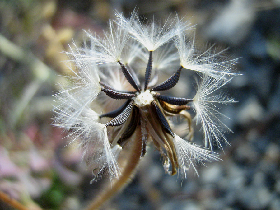 Image of Picris pauciflora specimen.
