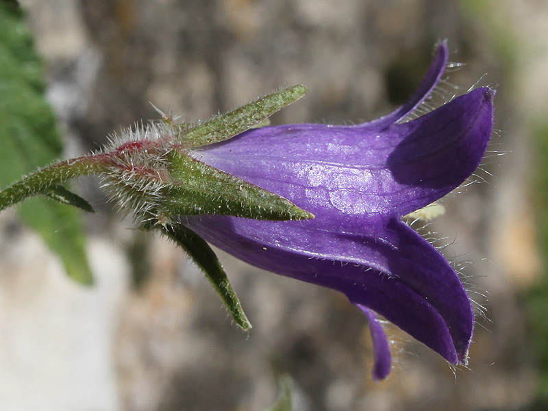Image of Campanula woronowii specimen.