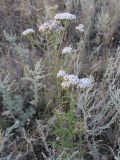 Achillea setacea