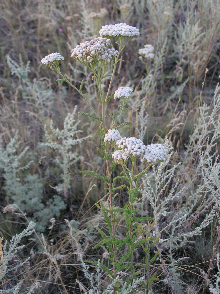 Image of Achillea setacea specimen.