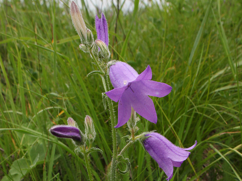 Image of Campanula praealta specimen.