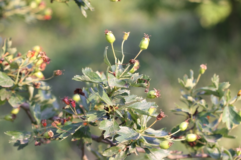 Изображение особи Crataegus rhipidophylla.