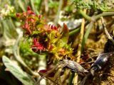 Rumex bucephalophorus