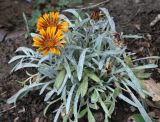 Gazania rigens