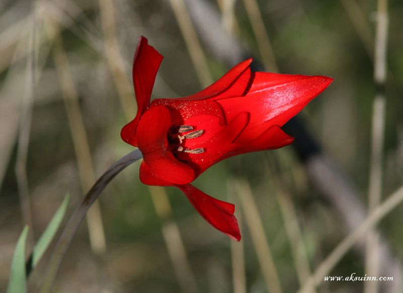 Image of Tulipa zenaidae specimen.