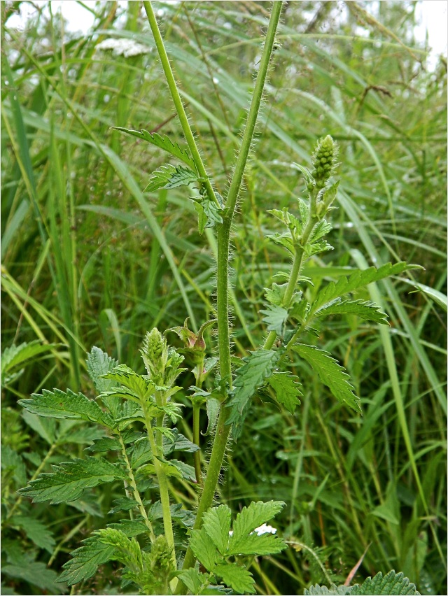 Image of genus Agrimonia specimen.