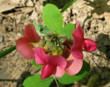 Lathyrus rotundifolius