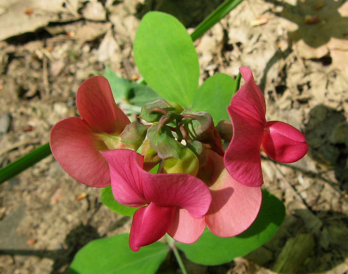 Изображение особи Lathyrus rotundifolius.