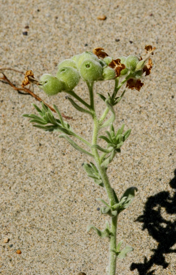 Изображение особи Argusia rosmarinifolia.