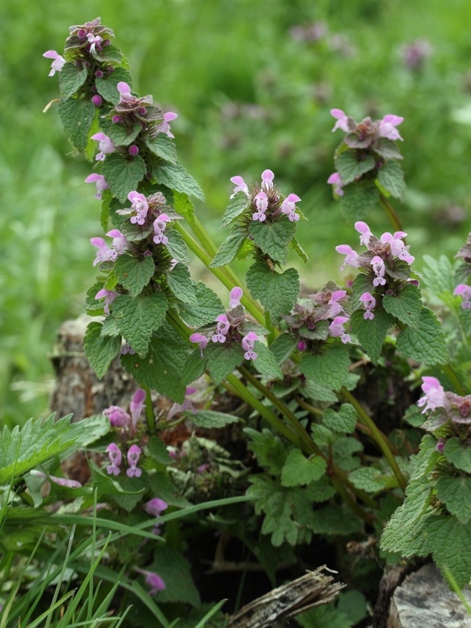 Изображение особи Lamium purpureum.