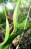 Cypripedium calceolus