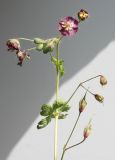 Geranium phaeum