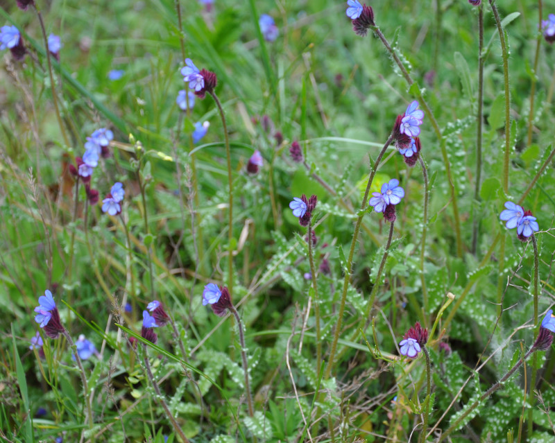 Image of Anchusa cretica specimen.