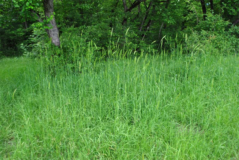 Image of Hordeum bulbosum specimen.