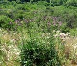 Centaurea apiculata. Цветущее растение. Крым, Белогорский р-н, окр. с. Земляничное, у дороги. 23 июня 2012 г.