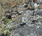 Image of taxon representative. Author is Марина Скотникова