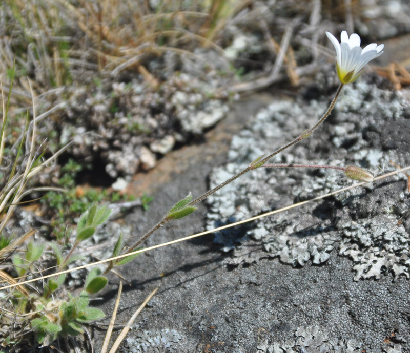 Изображение особи Cerastium alpinum.