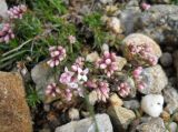 Asperula caespitans. Соцветие. Крым, гора Северная Демерджи. 2 июня 2012 г.