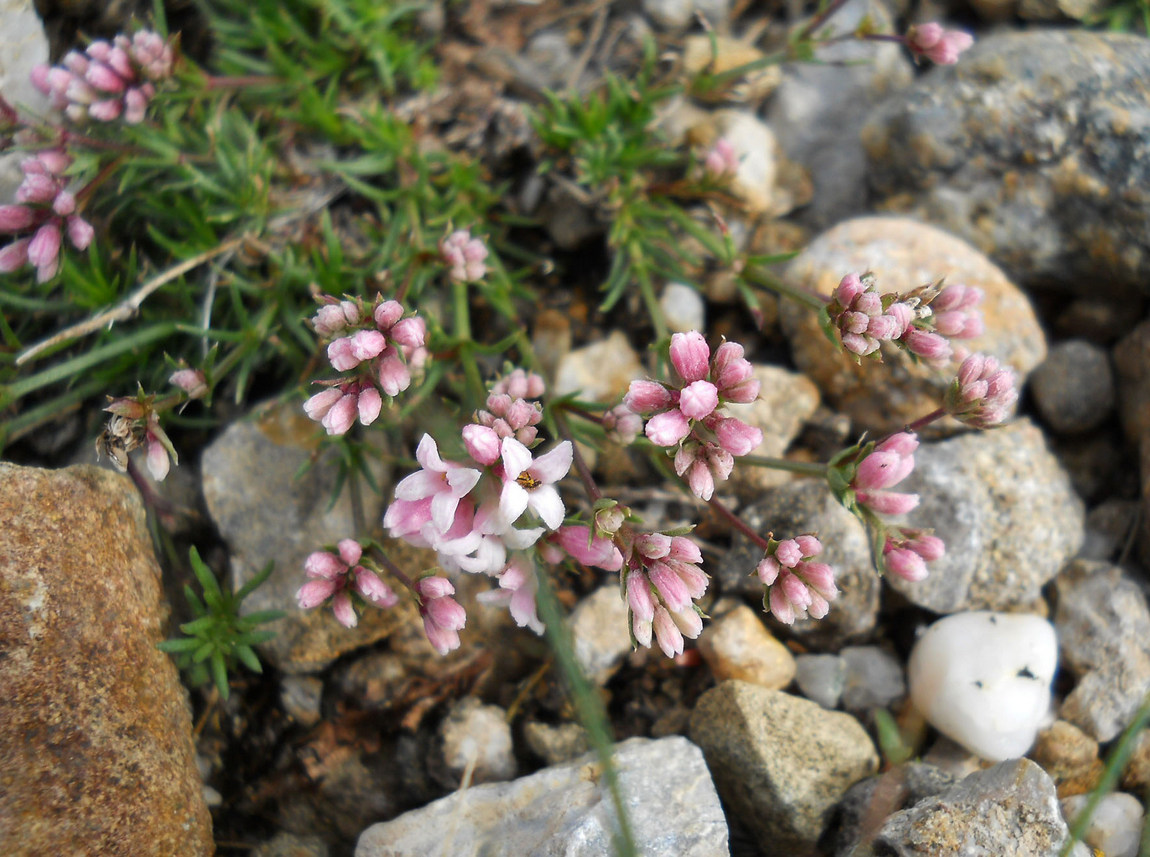 Image of Asperula caespitans specimen.