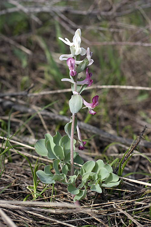 Изображение особи Corydalis ledebouriana.