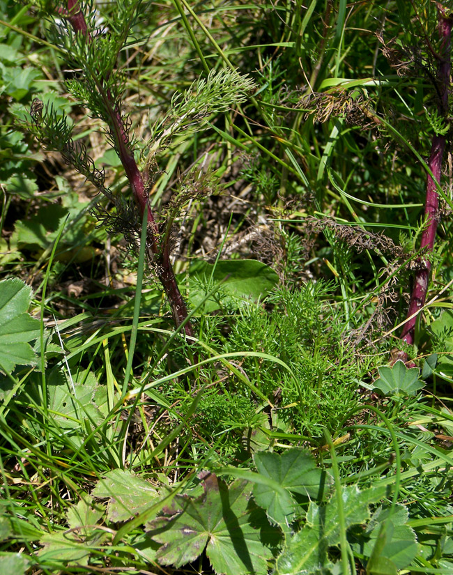 Image of Pyrethrum dolomiticum specimen.