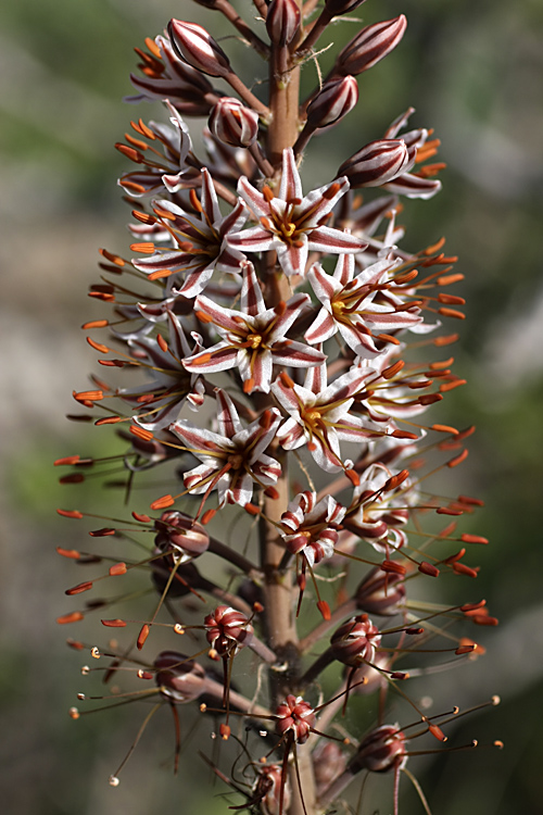 Image of Eremurus regelii specimen.