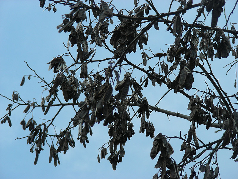 Image of Robinia pseudoacacia specimen.