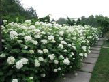 Hydrangea arborescens. Цветущие растения. Украина, Киев, Национальный ботанический сад. 08.07.2010.