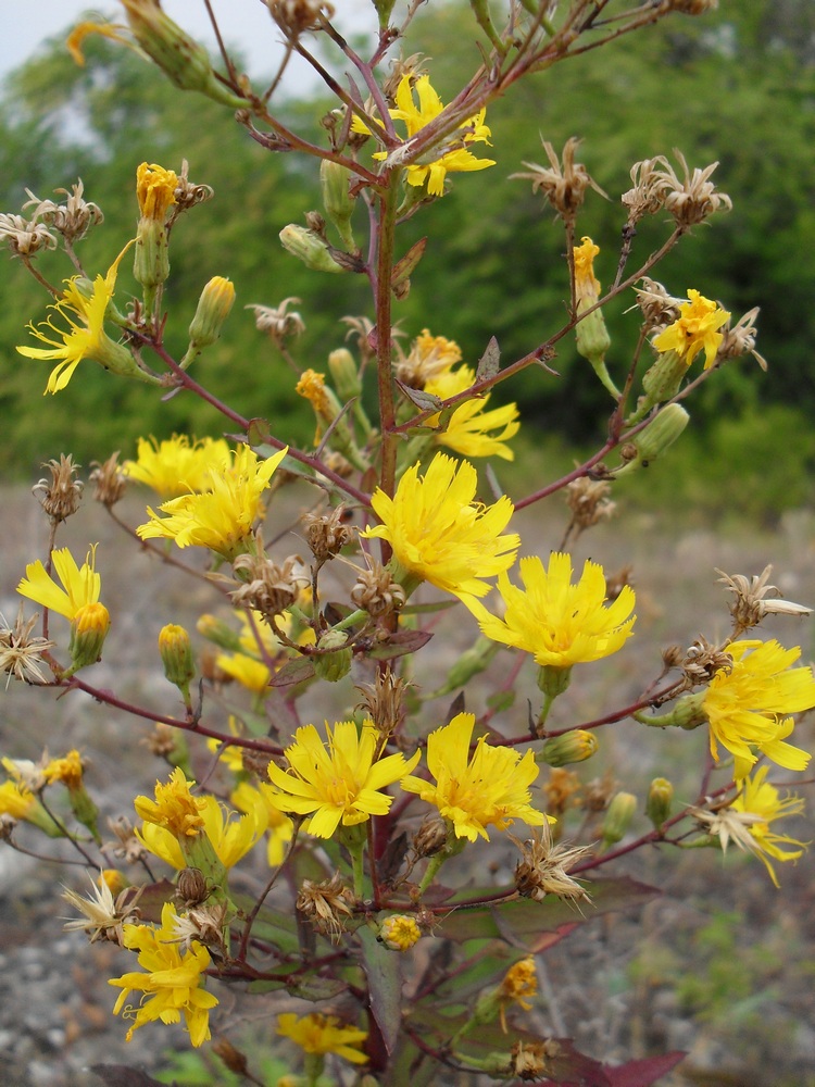 Изображение особи род Hieracium.