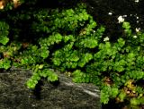Image of taxon representative. Author is Николай Степанов