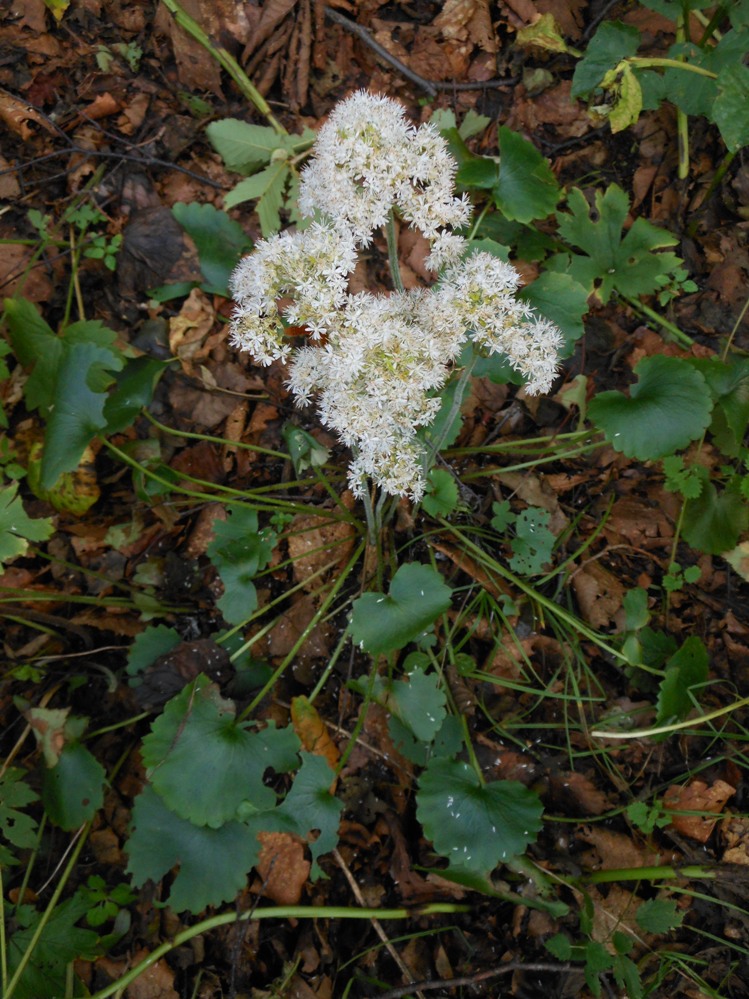 Изображение особи Micranthes manchuriensis.