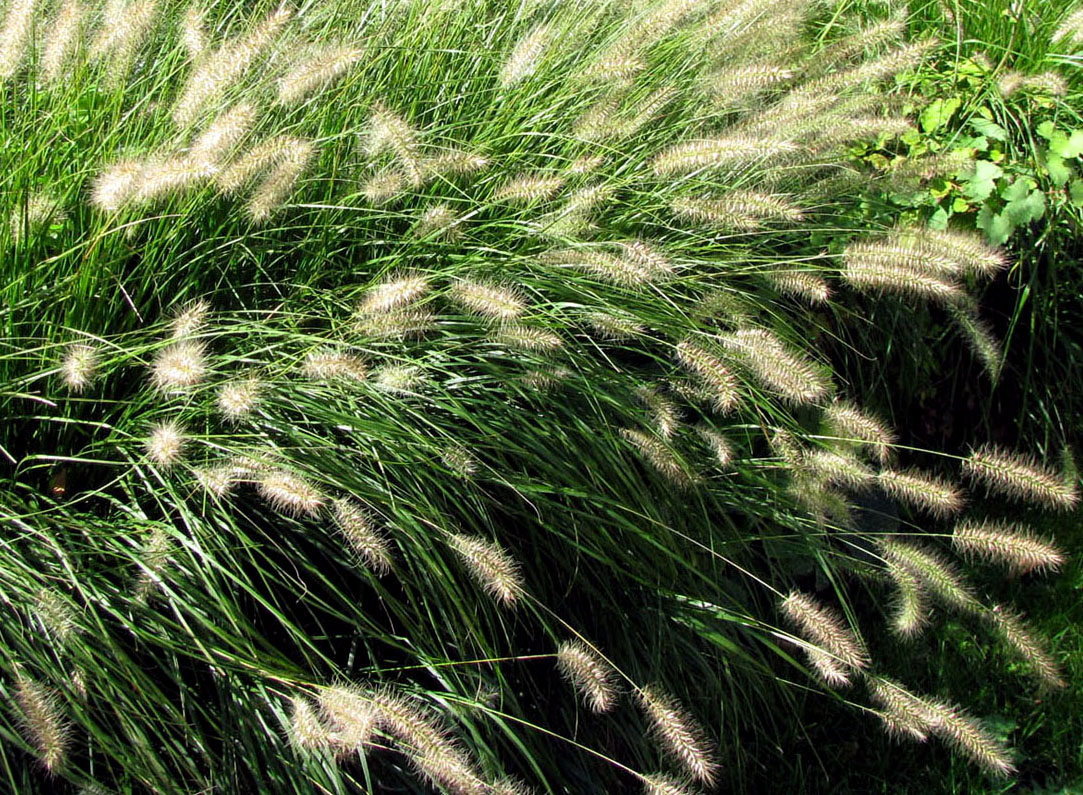 Изображение особи Pennisetum alopecuroides.