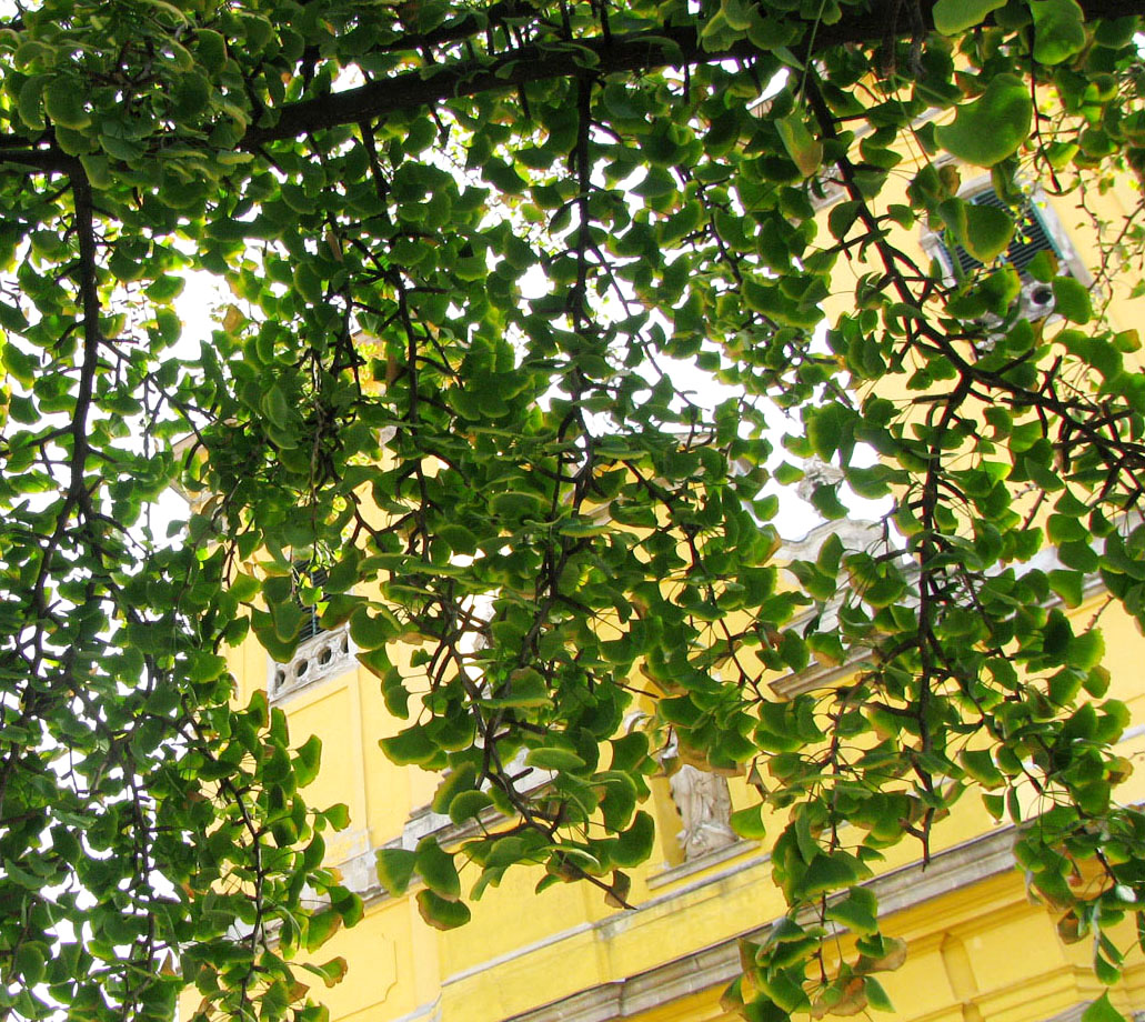 Image of Ginkgo biloba specimen.