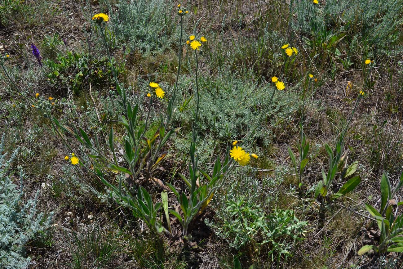 Изображение особи Pilosella echioides.