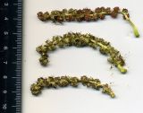 Populus balsamifera. Мужские серёжки. Курская обл., г. Железногорск, в посадке. 28 апреля 2009 г.