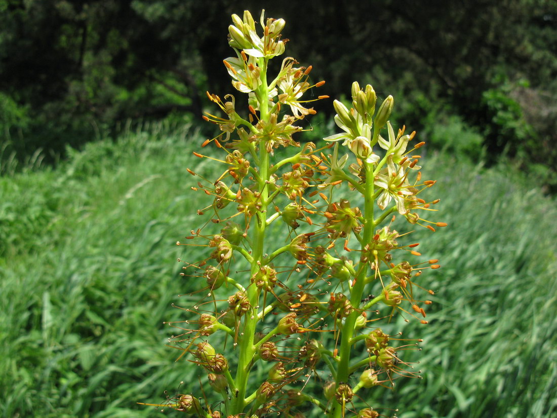 Image of Eremurus spectabilis specimen.