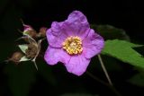 Rubus odoratus