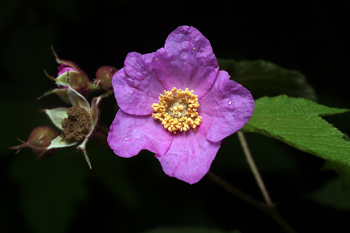 Image of Rubus odoratus specimen.