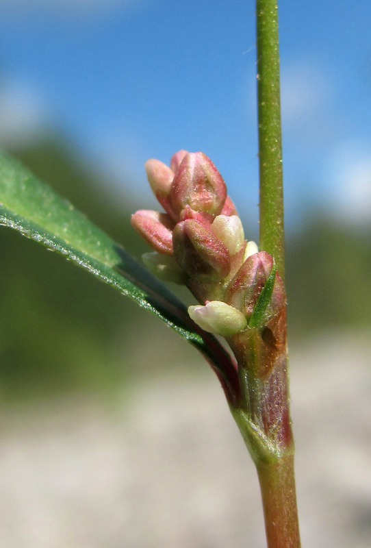 Image of Persicaria scabra specimen.