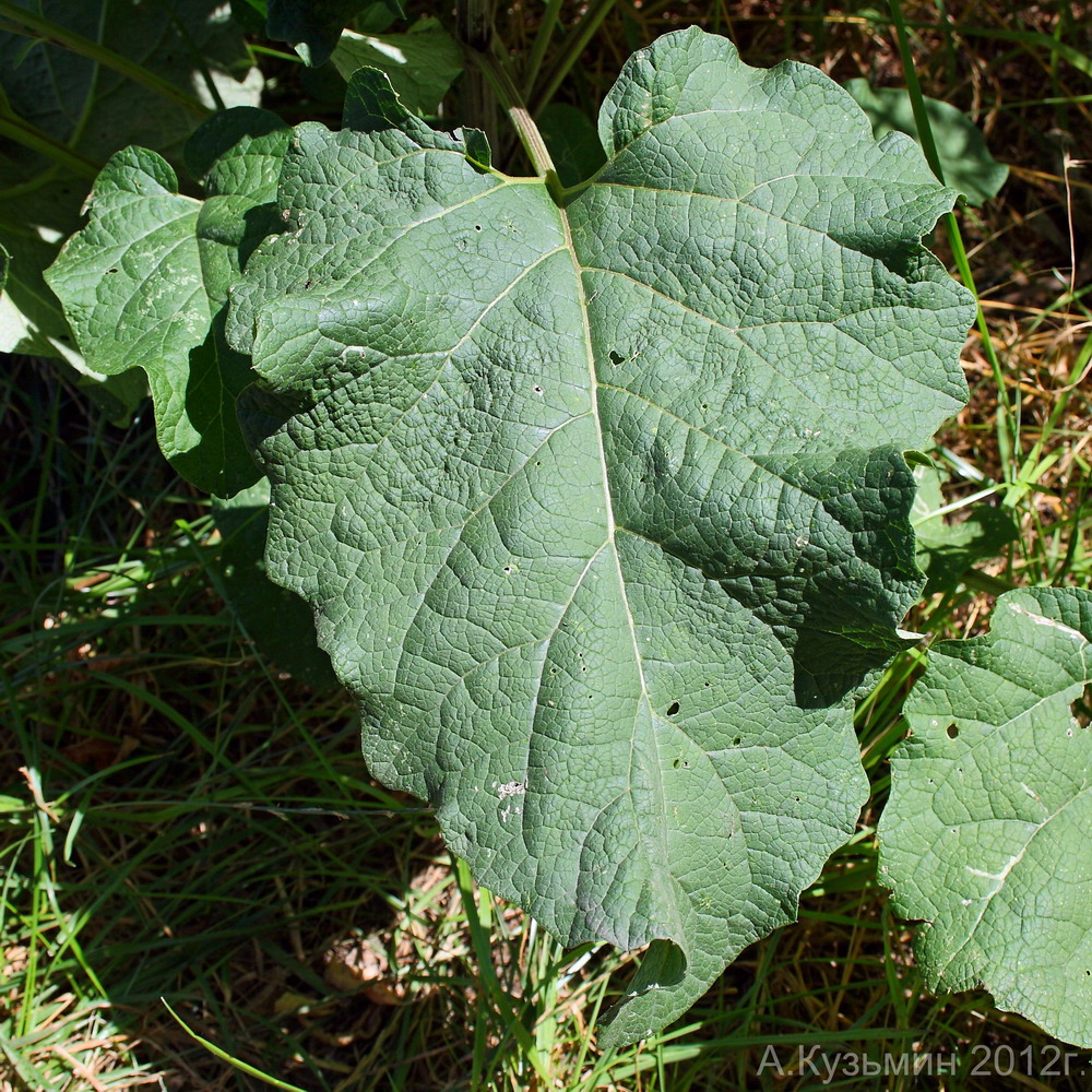 Image of Arctium tomentosum specimen.
