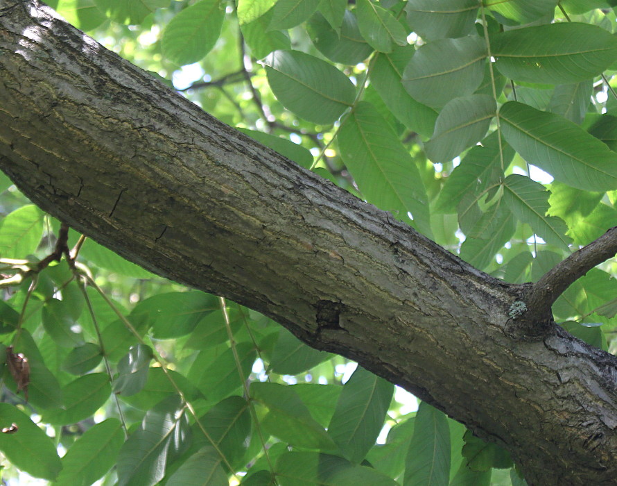 Image of Juglans regia specimen.