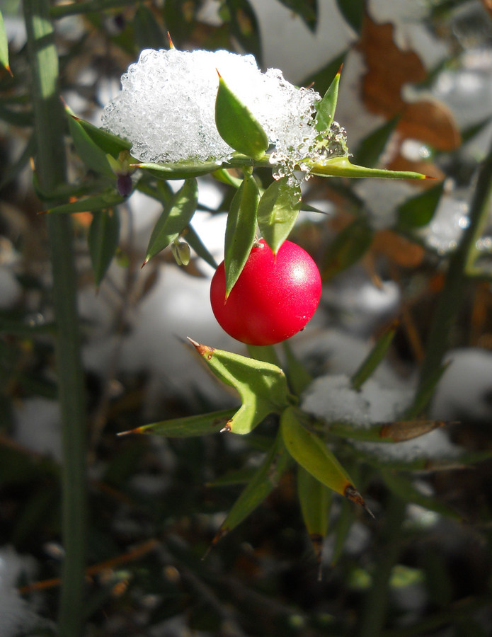 Image of Ruscus aculeatus specimen.