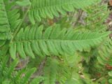 Pteridium pinetorum