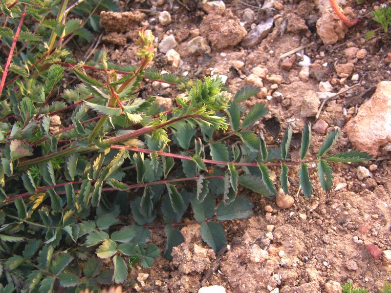 Image of Poterium polygamum specimen.