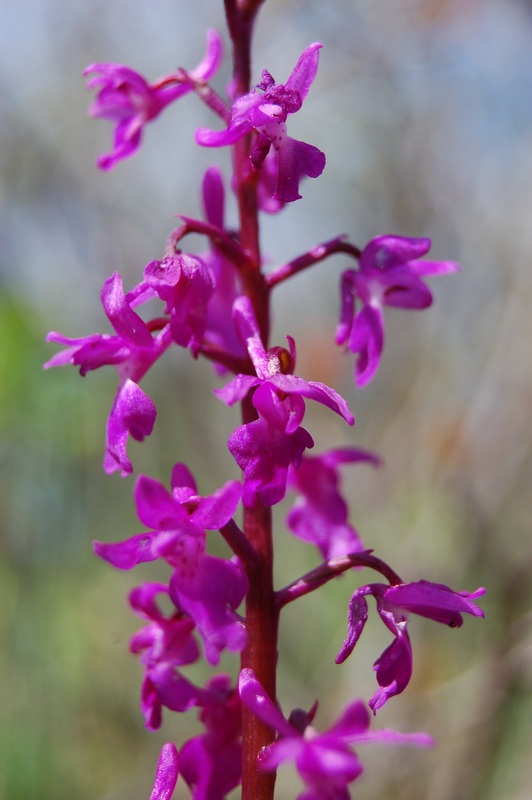 Изображение особи Orchis mascula.