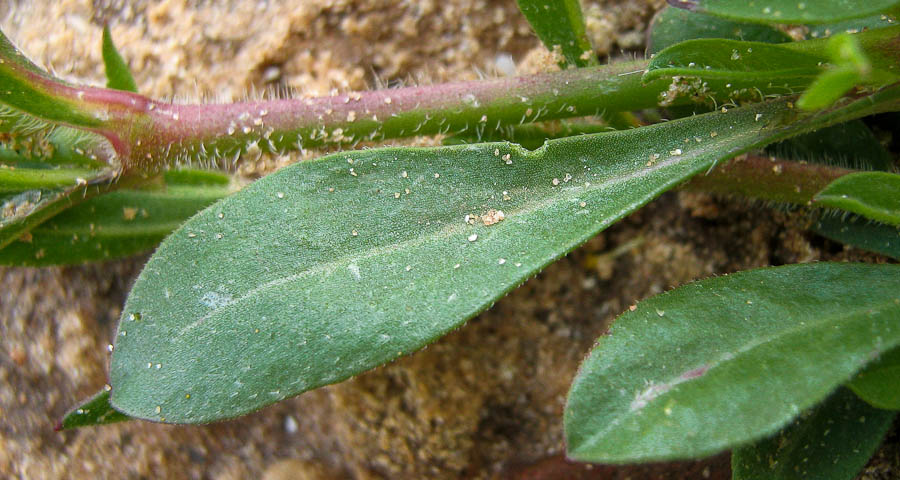 Image of Silene colorata specimen.