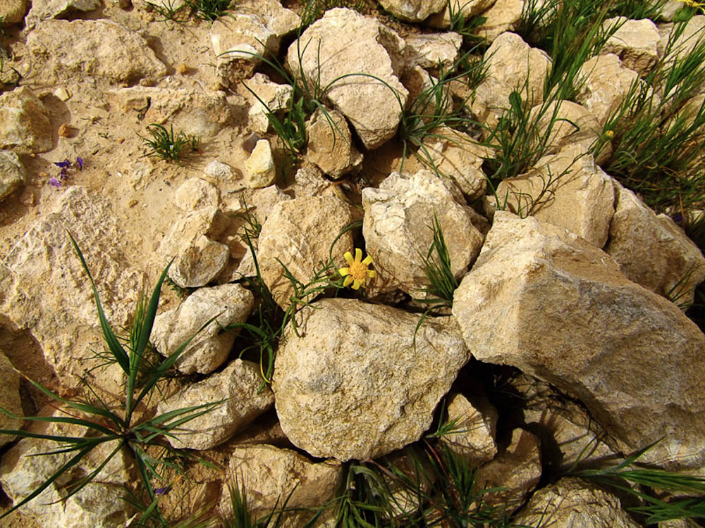 Изображение особи Senecio glaucus ssp. coronopifolius.